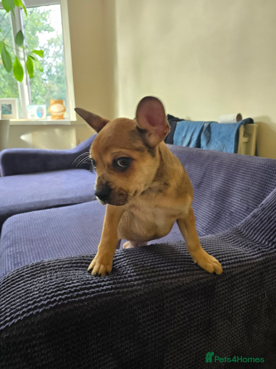 Mixed Breed dogs for sale: Frenchie x Labrador Puppies 17 weeks ready to go - Image 20