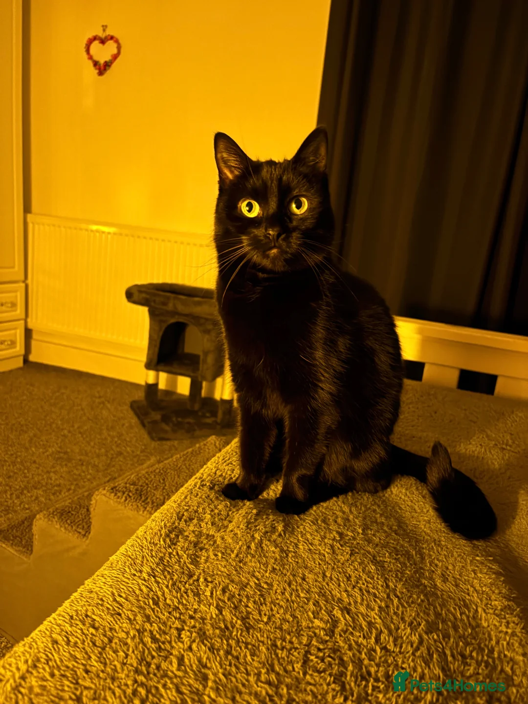 British Shorthair cats for sale: Charli  - Advert 2