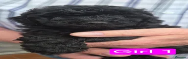 Shihpoo 5
