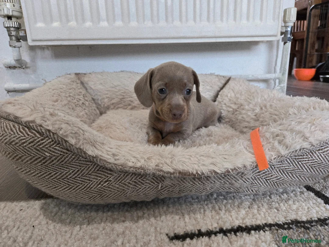 Miniature Dachshund dogs for sale: Only 2 left! Miniature Dachshund Puppies - Advert 26