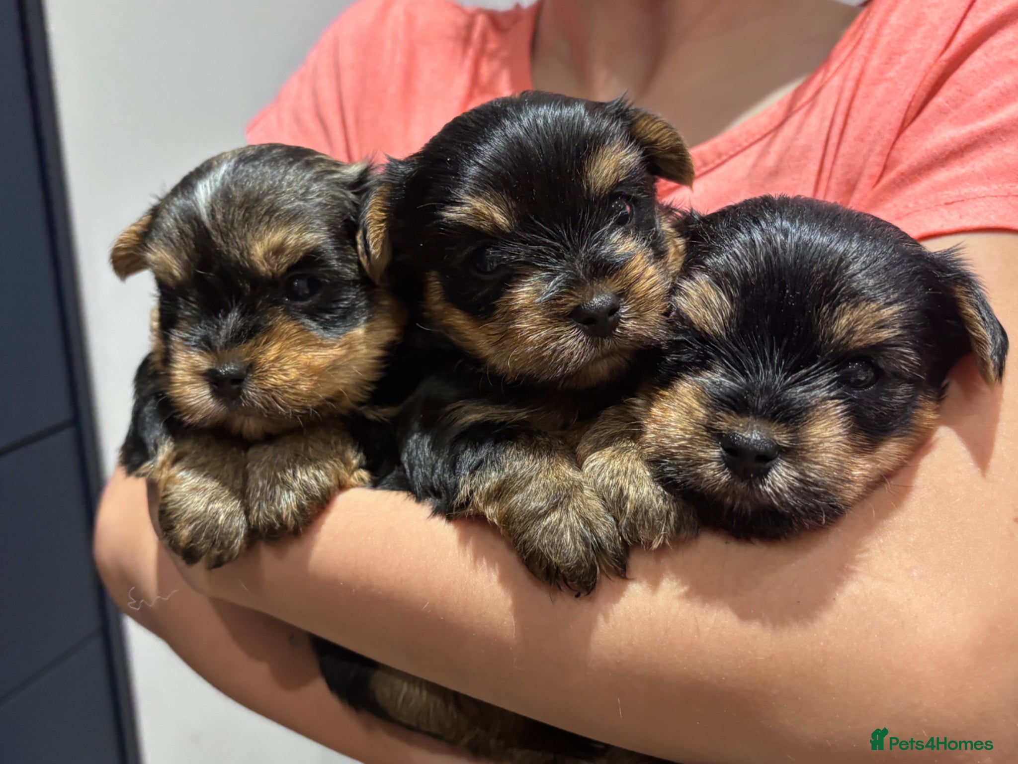 Yorkshire Terrier dogs ONLY MALES- Purebred Yorkshire Terriers - Advert 3