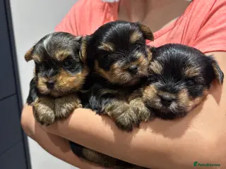Yorkshire Terrier dogs ONLY MALES- Purebred Yorkshire Terriers - Advert 3