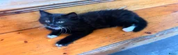 Mixed Breed cats for sale: Female kitten looking for her forever home - Advert 1