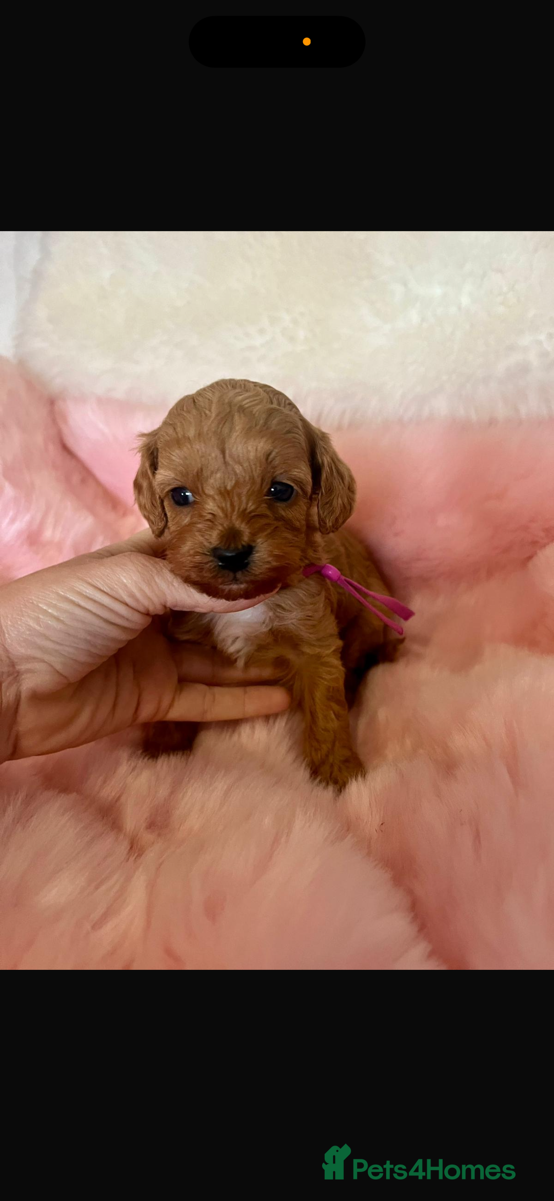 Cavapoo dogs for sale: Top quality F1b toy cavapoos  - Image 9
