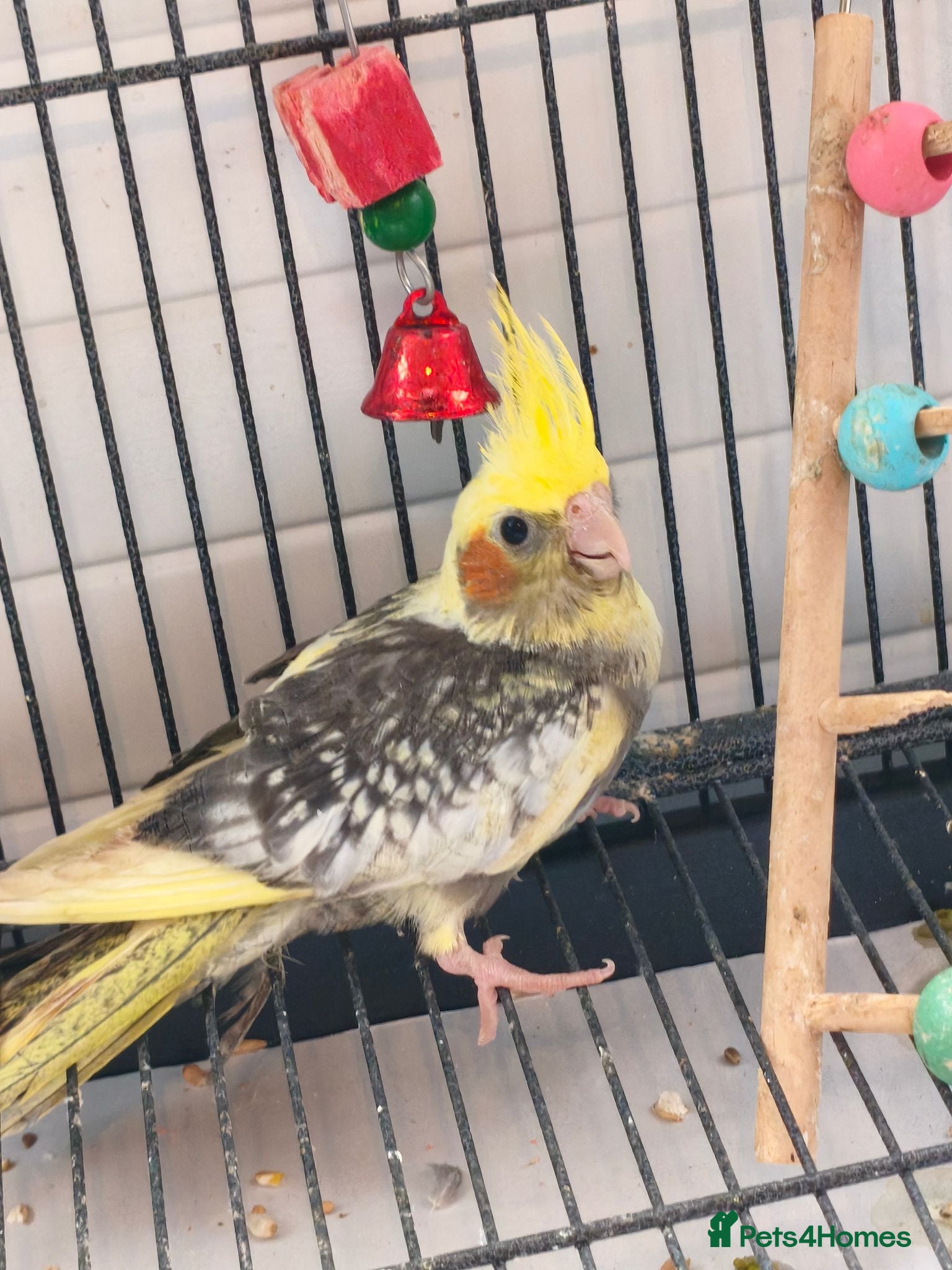 Cockatiels birds Cockatiel - Hand Tamed Baby - Ready Now - Advert 7