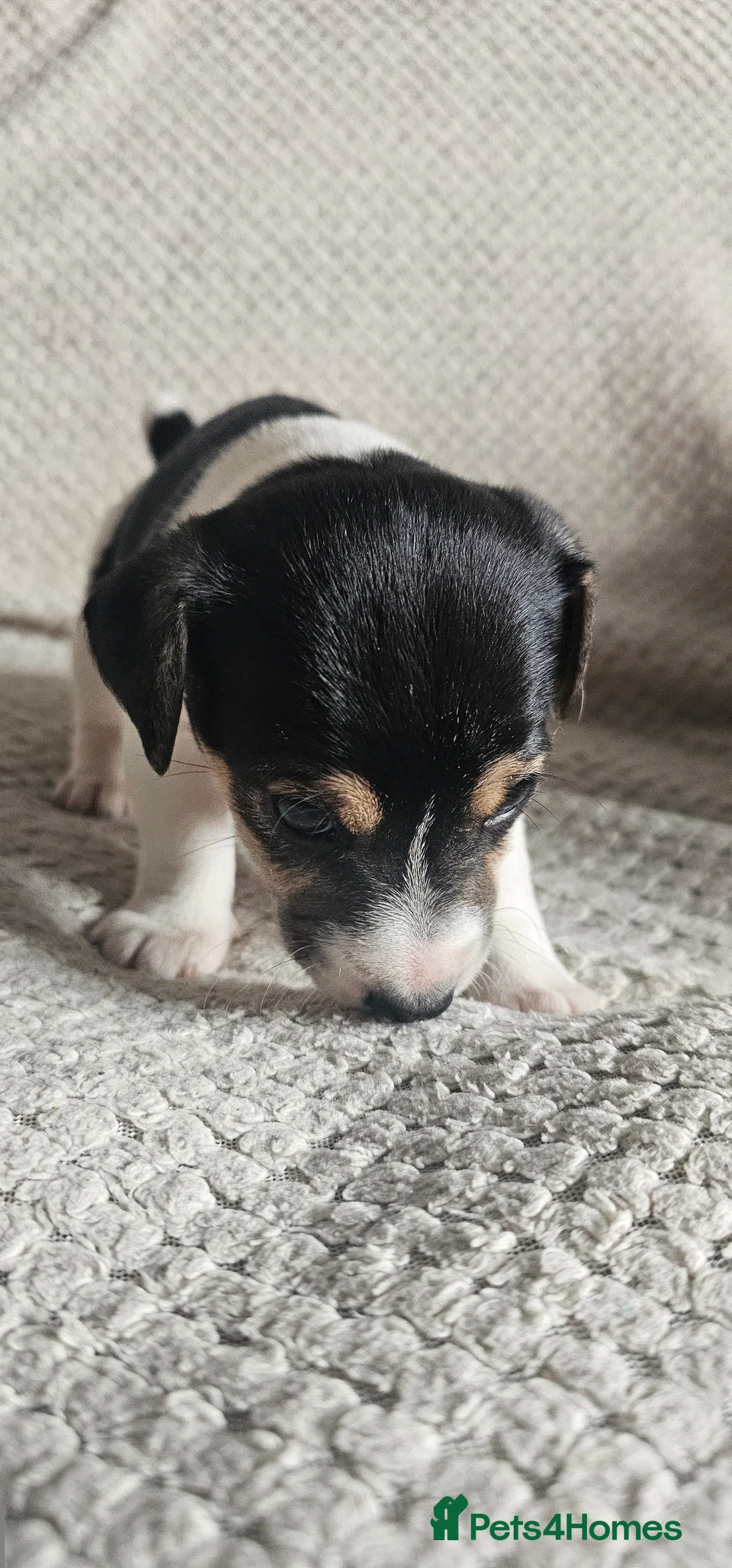 Jack Russell dogs for sale: Jack Russell Puppies - Advert 5