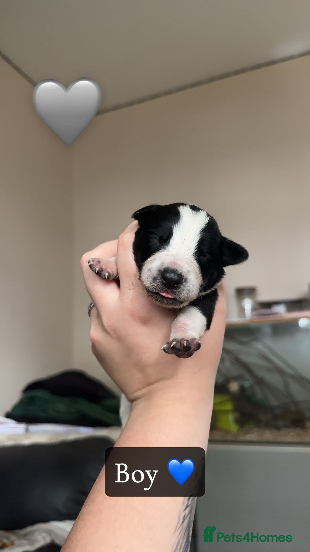 Mixed Breed dogs for sale: 🐾 Border Collie x Blue Heeler Puppies FOR SALE 🐾 - Image 3