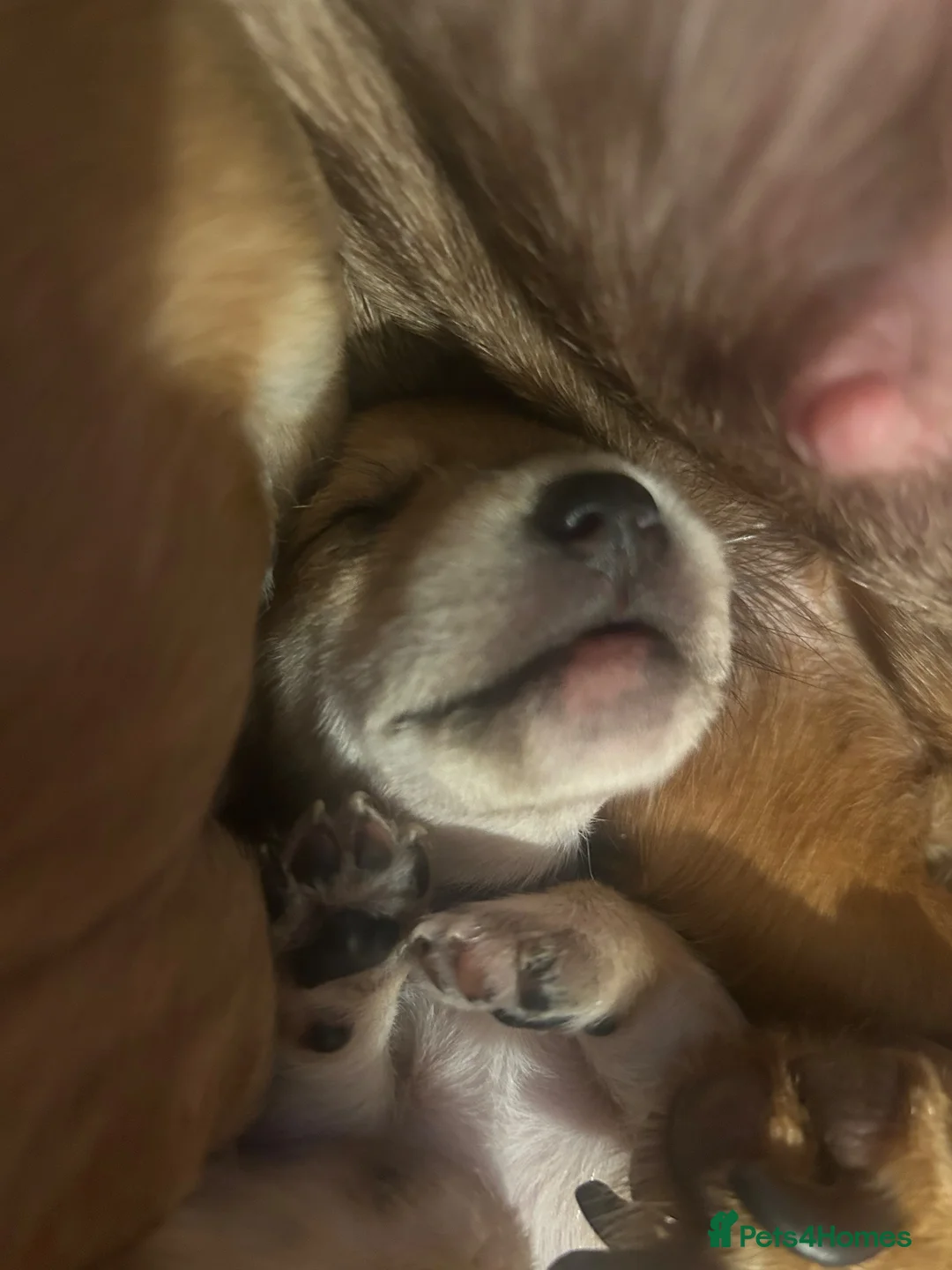 Mixed Breed dogs for sale: Mini dachshund cross  - Advert 2