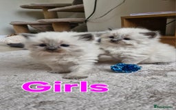 Ragdoll cats for sale: 🐾 Gorgeous Ragdoll Kittens.Ready 22nd December 🐾 - Image 21
