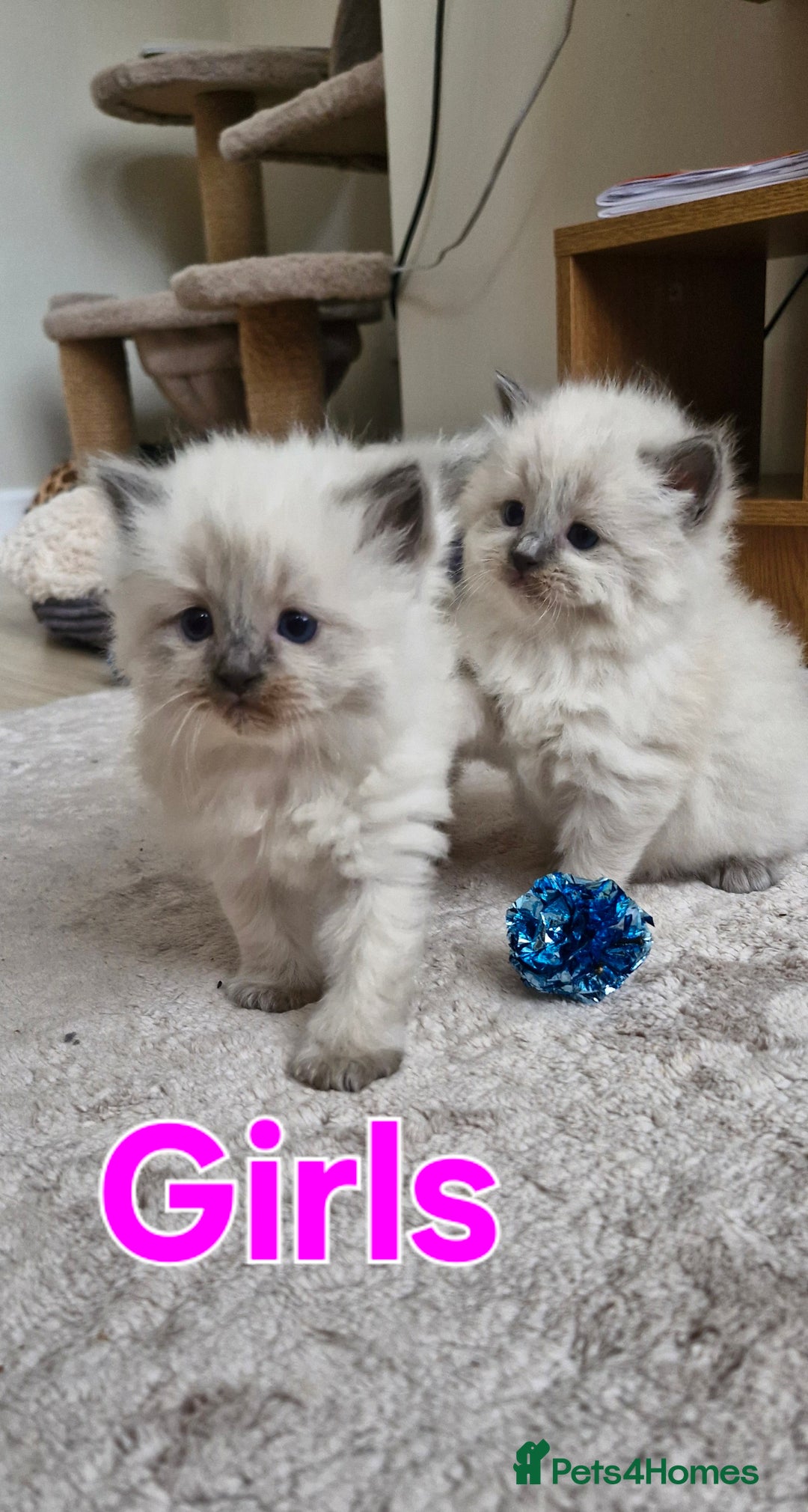 Ragdoll cats for sale: 🐾 Gorgeous Ragdoll Kittens.Ready 22nd December 🐾 - Image 21