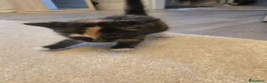 Mixed Breed Kitten 6