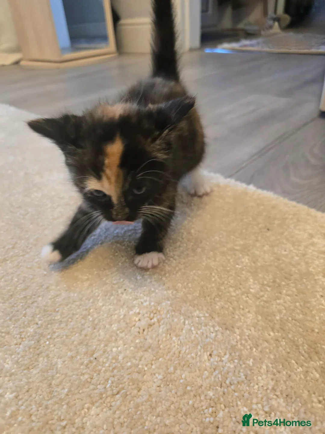 Mixed Breed cats for sale: kittens - Advert 2