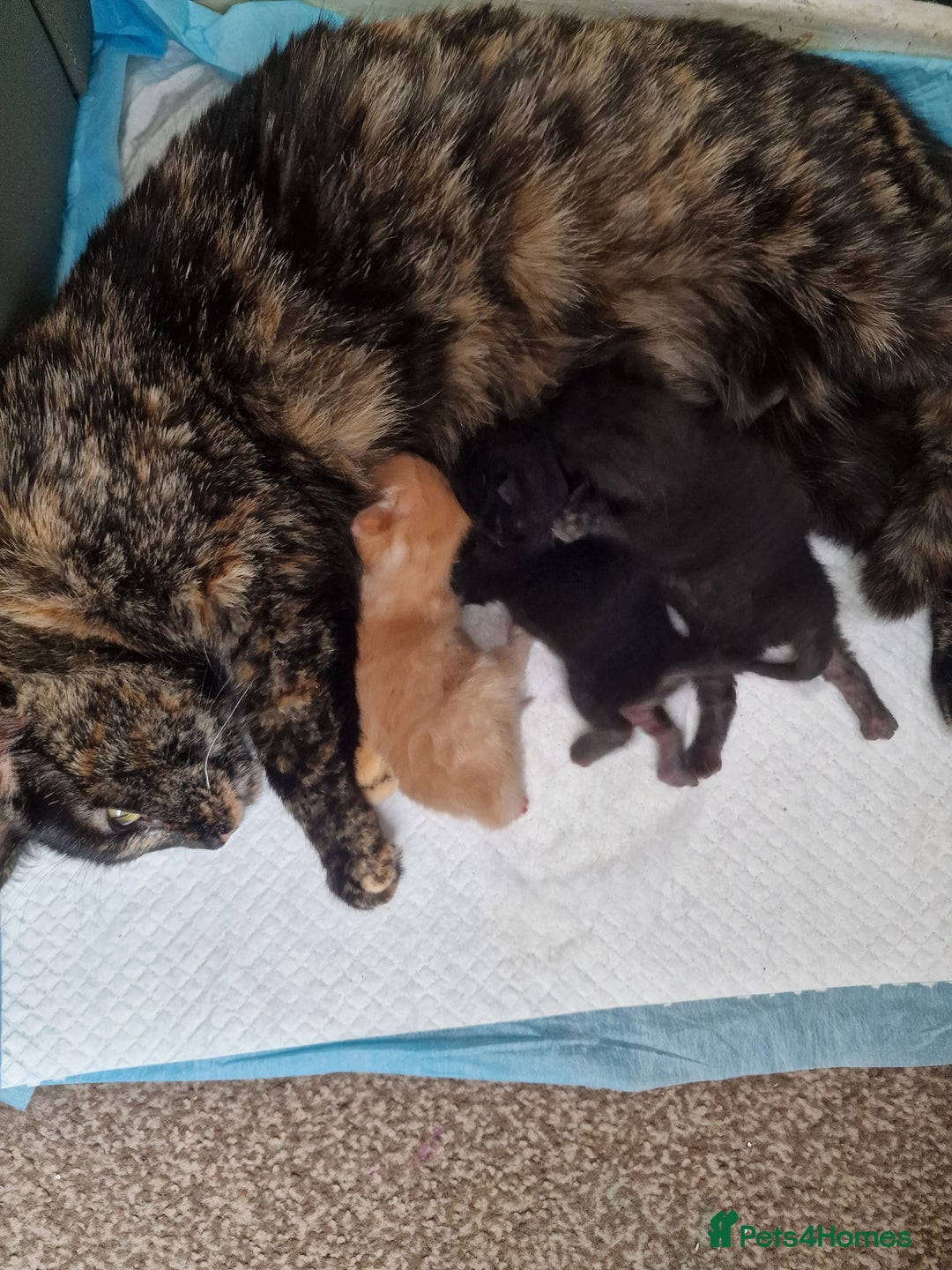 Mixed Breed cats for sale: 1 beautiful male kitten last of the litter  - Image 22