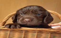 Cocker Spaniel dogs for sale: Beautiful KC REG Working Cocker Spaniel Puppies - Image 13