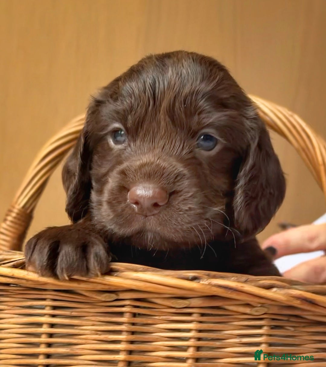 Cocker Spaniel dogs for sale: Beautiful KC REG Working Cocker Spaniel Puppies - Image 13