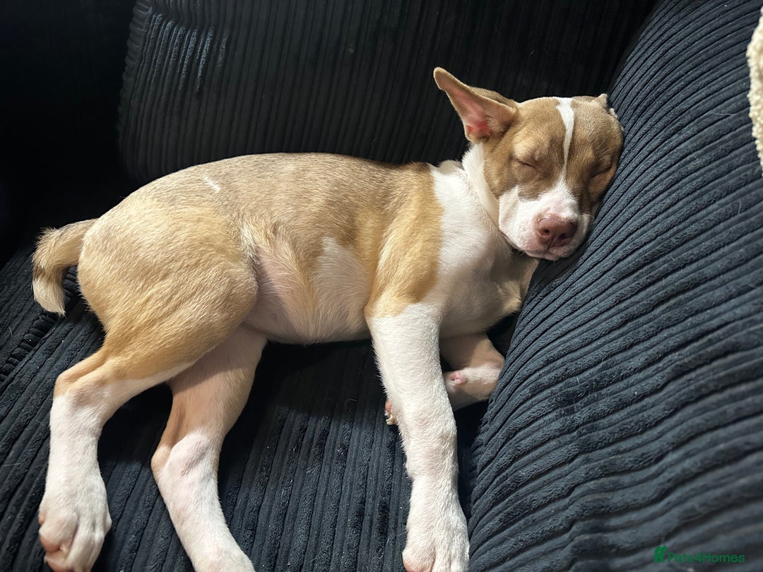 Mixed Breed dogs for sale: Staff x Akita  - Image 2