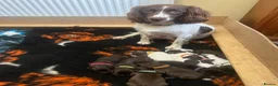 Sprocker dogs for sale: Beautiful Sprocker Puppies Available - Advert 4