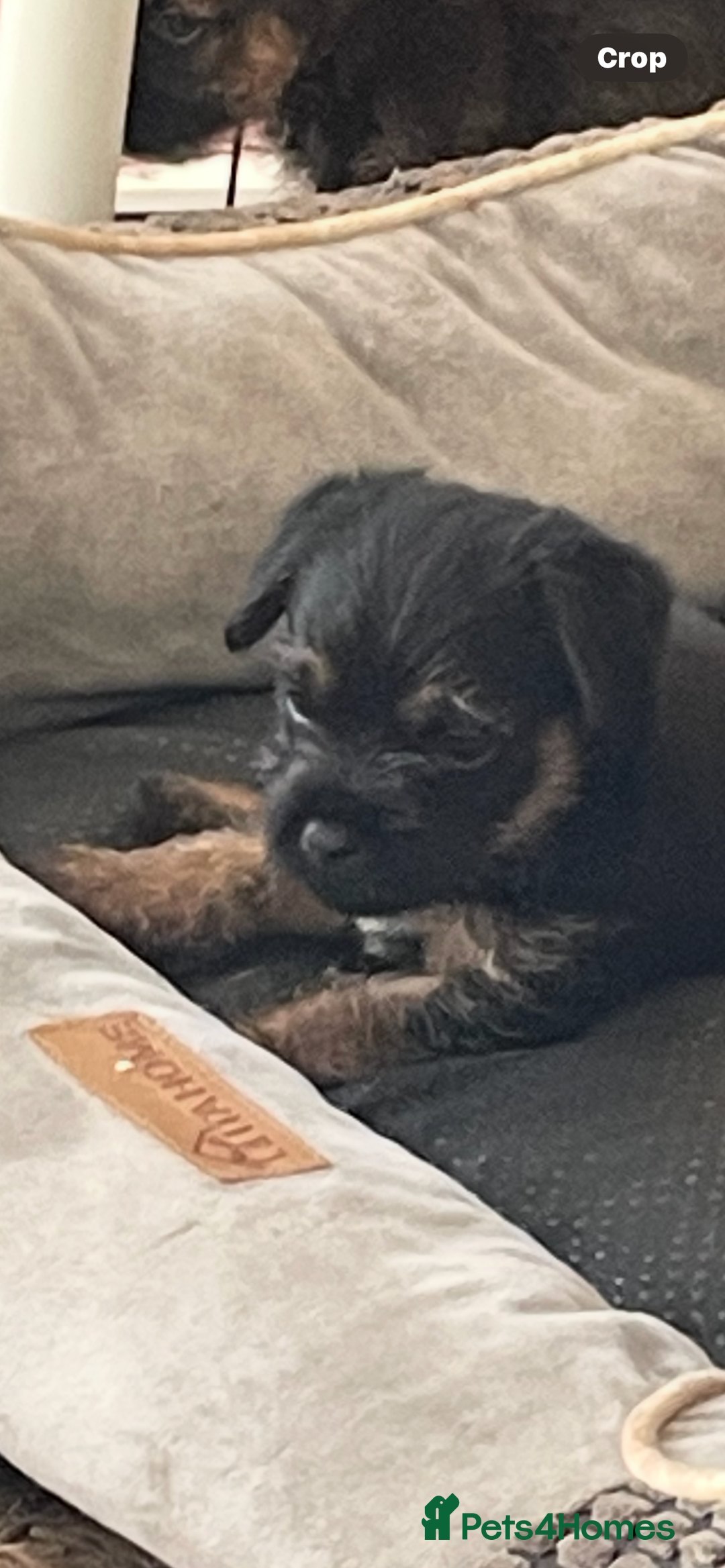 Border Terrier dogs for sale: Border Terrier puppies  - Image 8