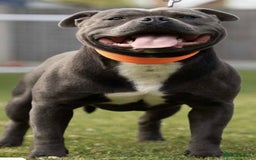 Staffordshire Bull Terrier dogs for sale: ✨ Blue Staffy Pups – Happy, Healthy & Loving!  - Image 7