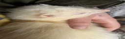 Ferret rodents for sale: baby ferrets for reserve male only - Advert 4