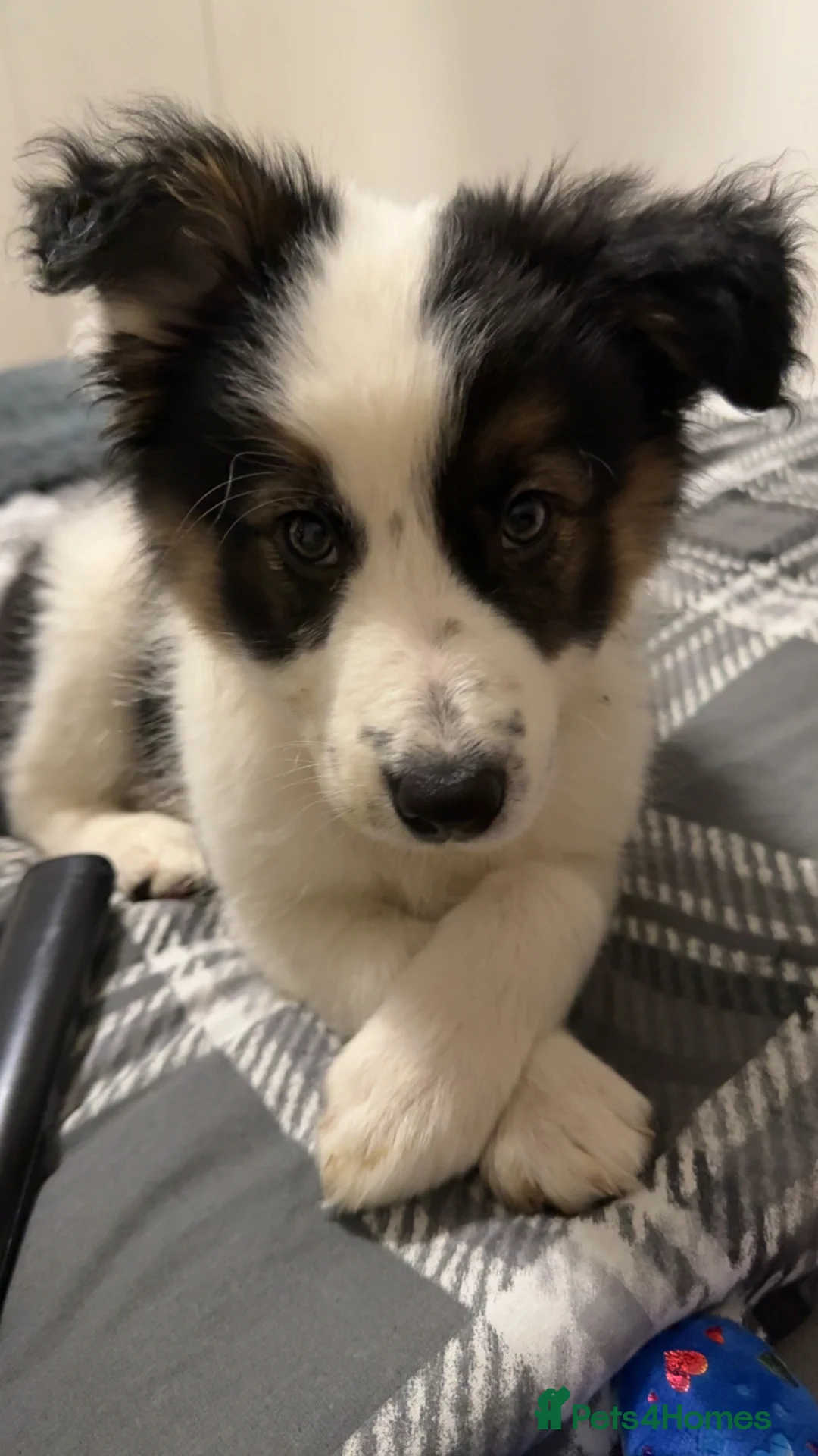 Border Collie dogs for sale: Tri border collie  - Advert 2