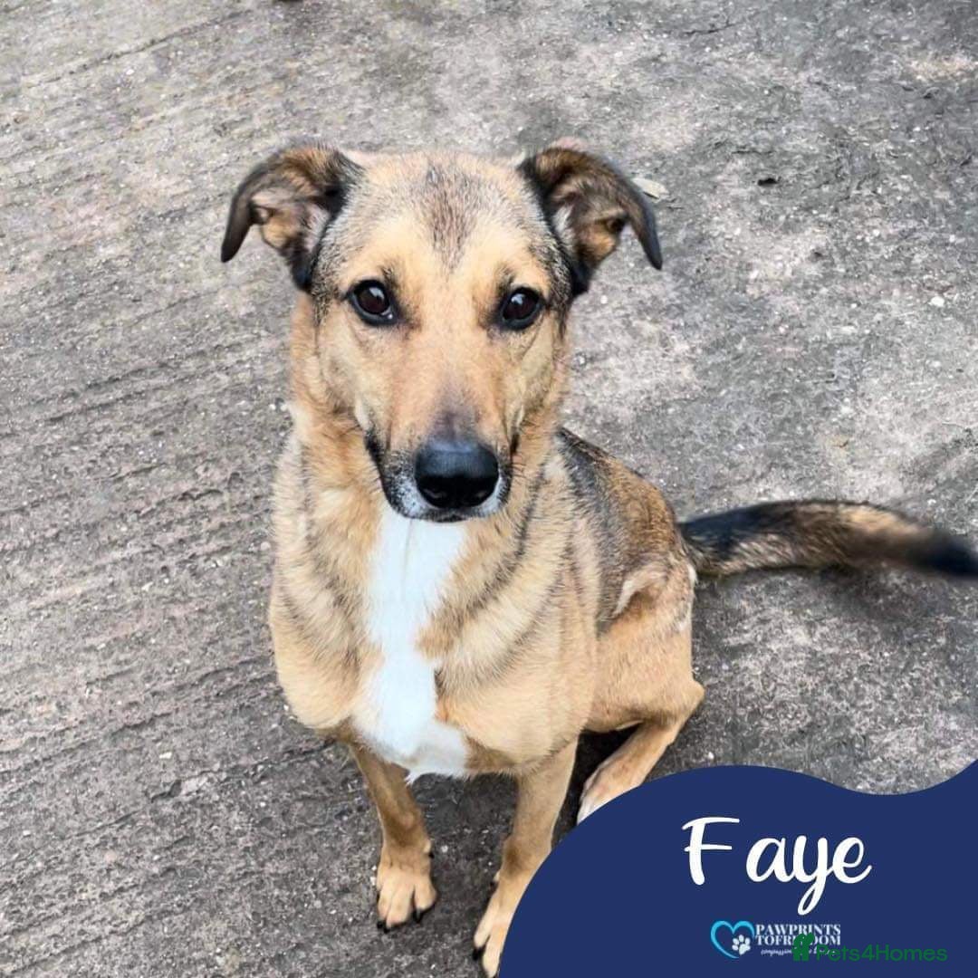 Mixed Breed dogs Meet Faye, currently residing in Cheshire  in Nantwich - Advert 21