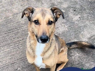 Mixed Breed dogs Meet Faye, currently residing in Cheshire in Nantwich - Advert 4
