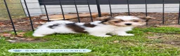 Biewer Terrier dogs for sale: Beautiful Biewer Terrier Puppies – Ready Soon ❤️ - Advert 2