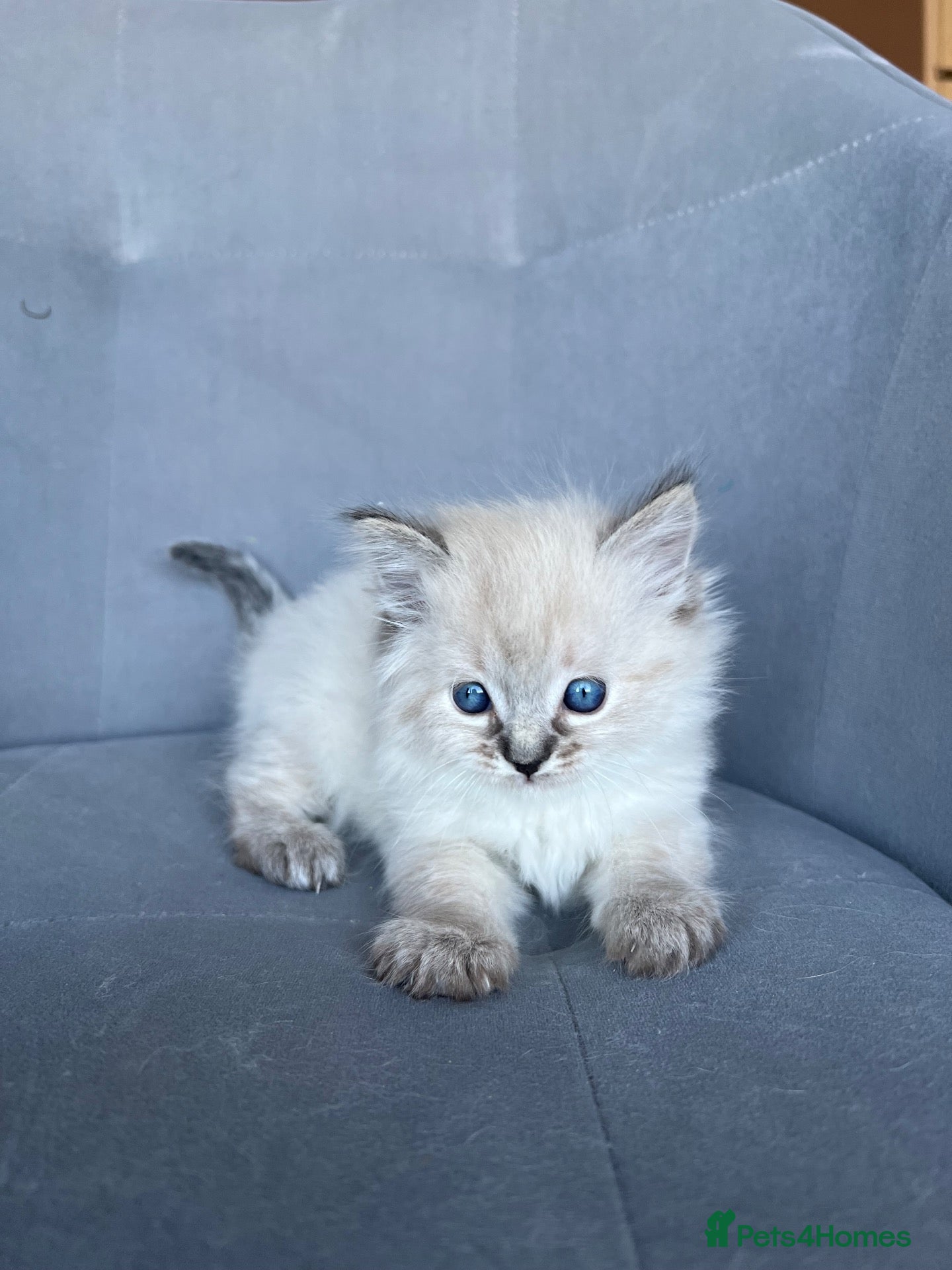 Ragdoll cats Registered Ragdoll kittens for sale - Advert 1