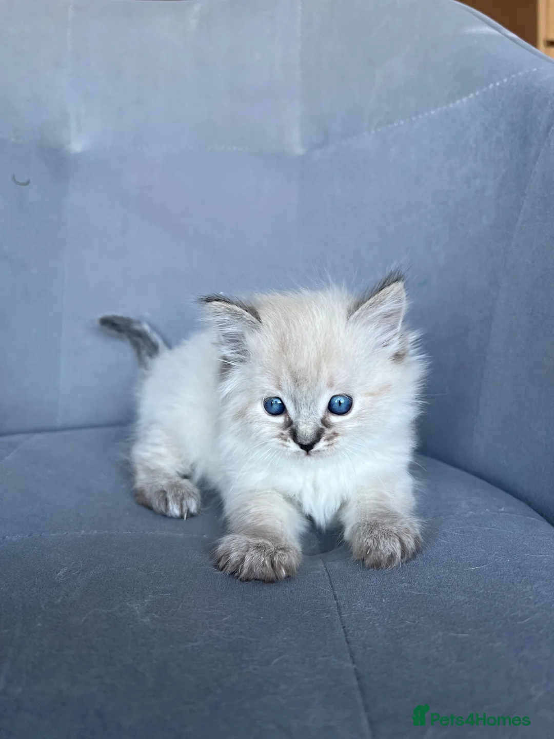 Ragdoll cats for sale: Registered Ragdoll kittens for sale - Advert 2