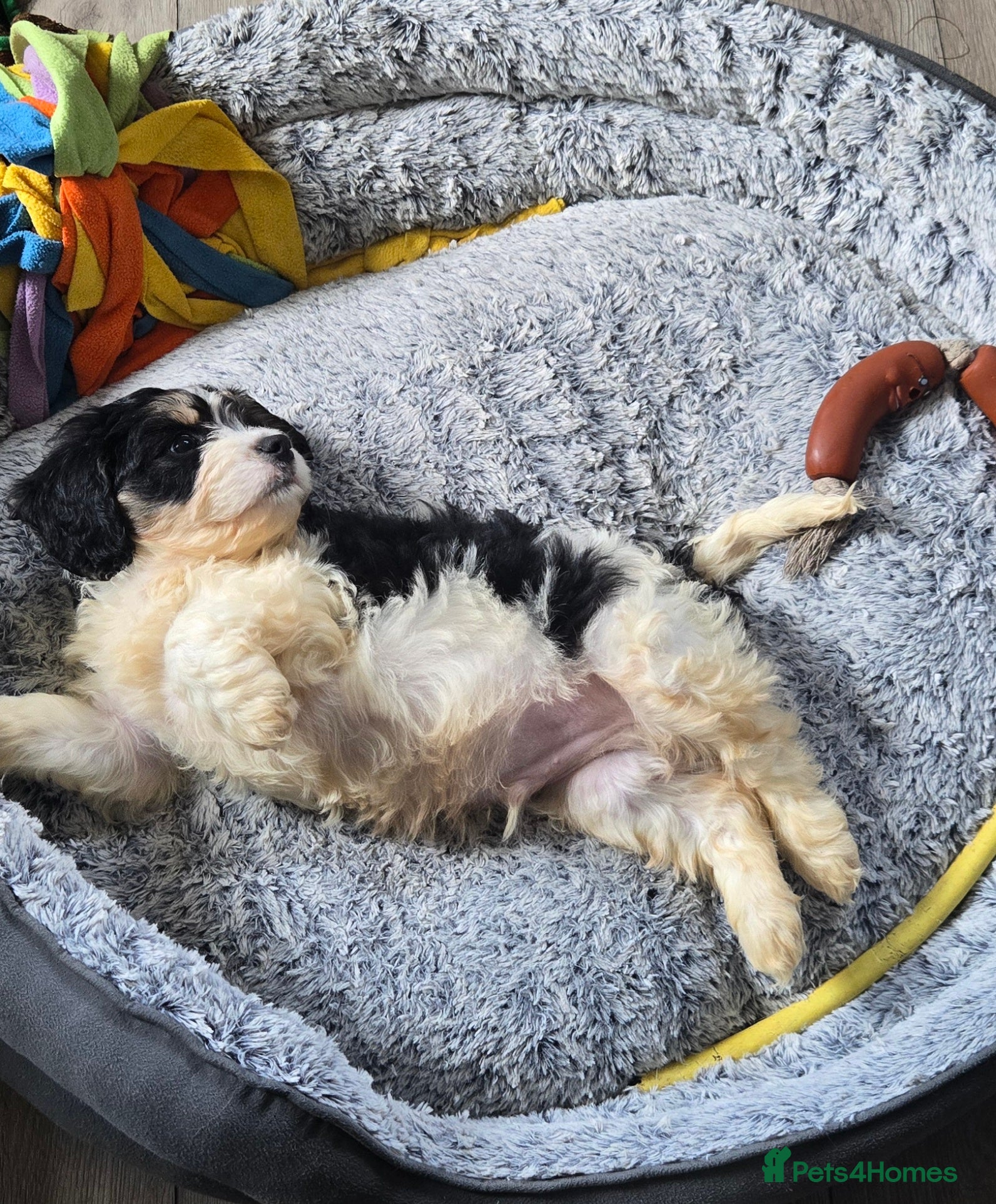 Cavachon dogs Gorgeous Cavachon puppies - Advert 1