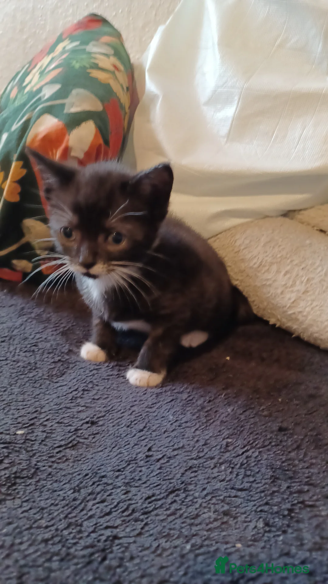 Mixed Breed cats for sale: 2boys & 2girls - Advert 30