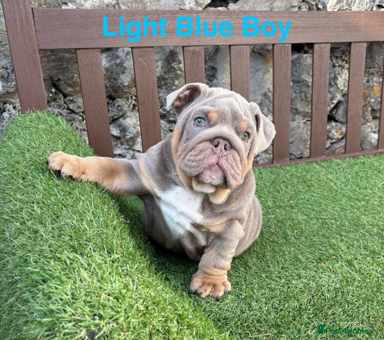 English Bulldog dogs KC Registered English bulldog puppies ❤️💙 - Advert 7