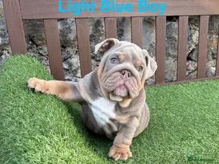 English Bulldog dogs KC Registered English bulldog puppies ❤️💙 - Advert 7
