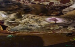 Lurcher dogs for sale: 3 male brindle Lurcher puppies for urgent sale - Advert 6