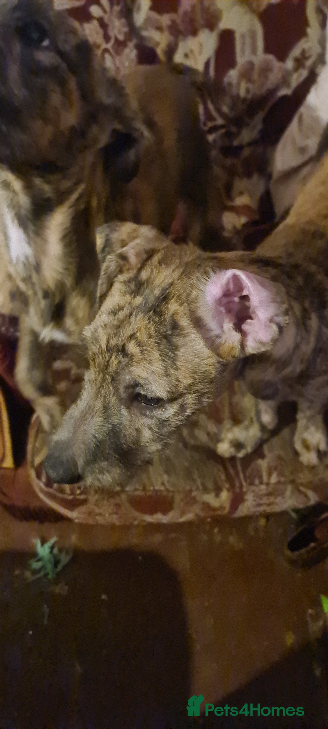 Lurcher dogs for sale: 3 male brindle Lurcher puppies for urgent sale - Advert 6