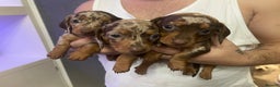 Dachshund dogs for sale: READY TO LEAVE -Beautiful Dachshund puppies - Advert 4