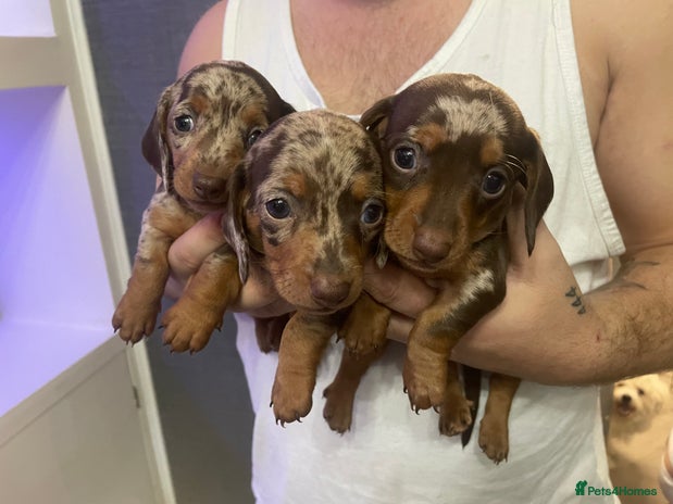 Dachshund dogs - Advert 2