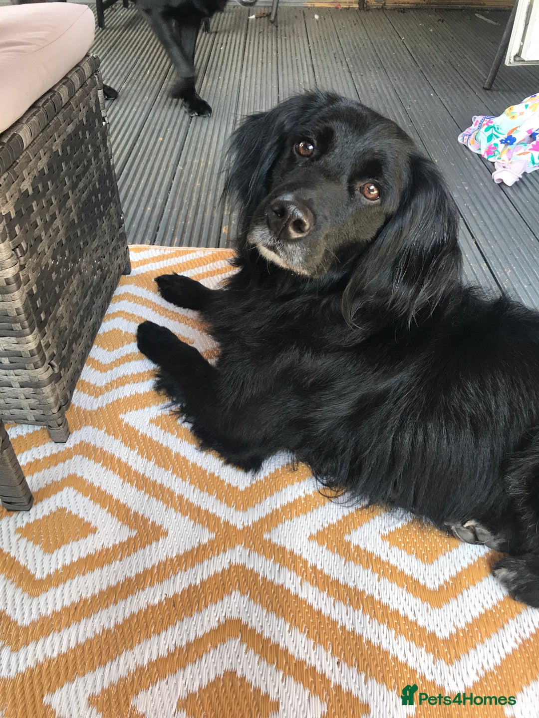 Goldendoodle dogs for sale: Goldendoodle up for adoption  - Advert 2