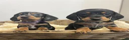 Miniature Dachshund dogs for sale: Miniature dachshunds ready for there new home - Advert 5