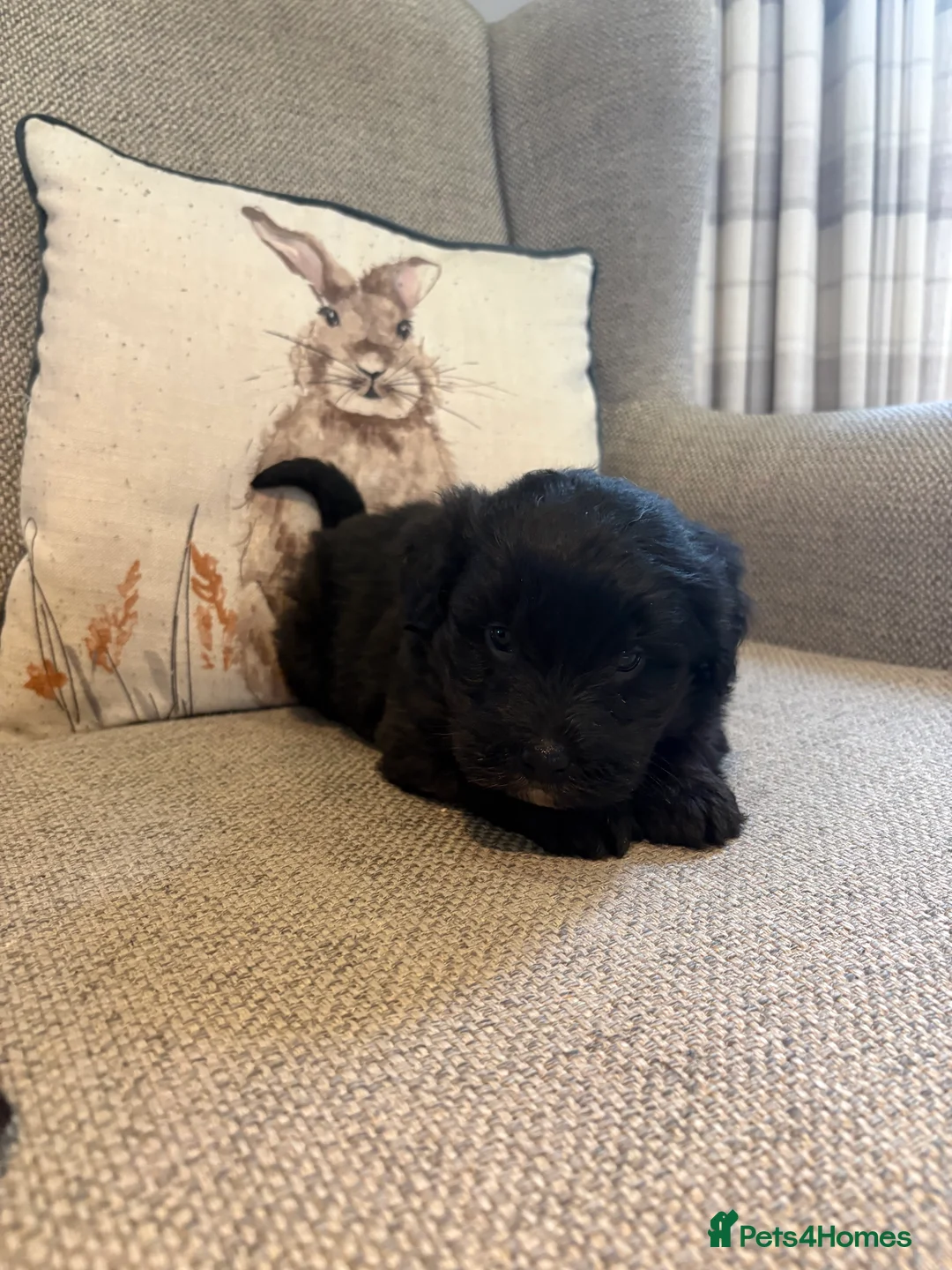 Bordoodle dogs for sale: Borderdoodle Puppies - Advert 8