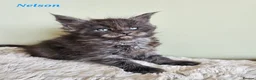Maine Coon cats for sale: Stunning Pedigree Maine Coon Kittens  - Advert 4