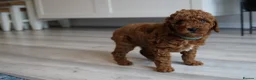 Labradoodle dogs for sale: Miniature Labradoodles - Advert 7