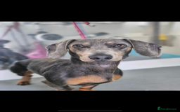 Dachshund dogs for sale: 3 year old male dachshund  - Advert 1