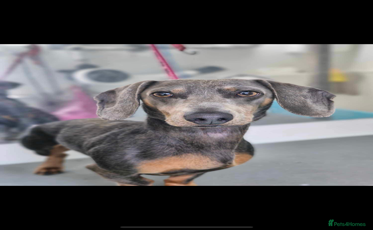 Dachshund dogs 3 year old male dachshund  - Advert 6