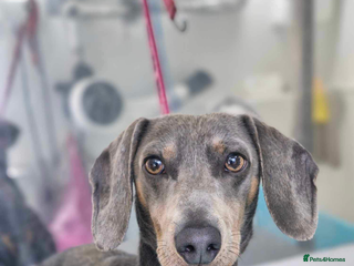 Dachshund dogs 3 year old male dachshund - Advert 10