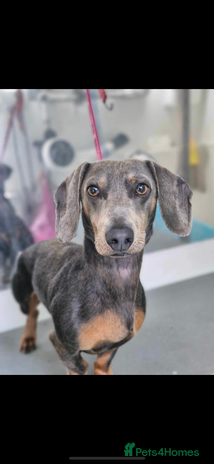 Dachshund dogs 3 year old male dachshund - Advert 9