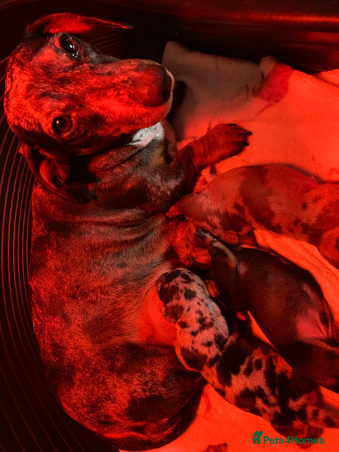 Miniature Dachshund dogs for sale: Beautiful Dappled Miniature Dachshund puppy - Advert 3