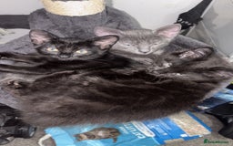 Russian Blue cats for sale: 2 Male Kittens for same  - Image 5