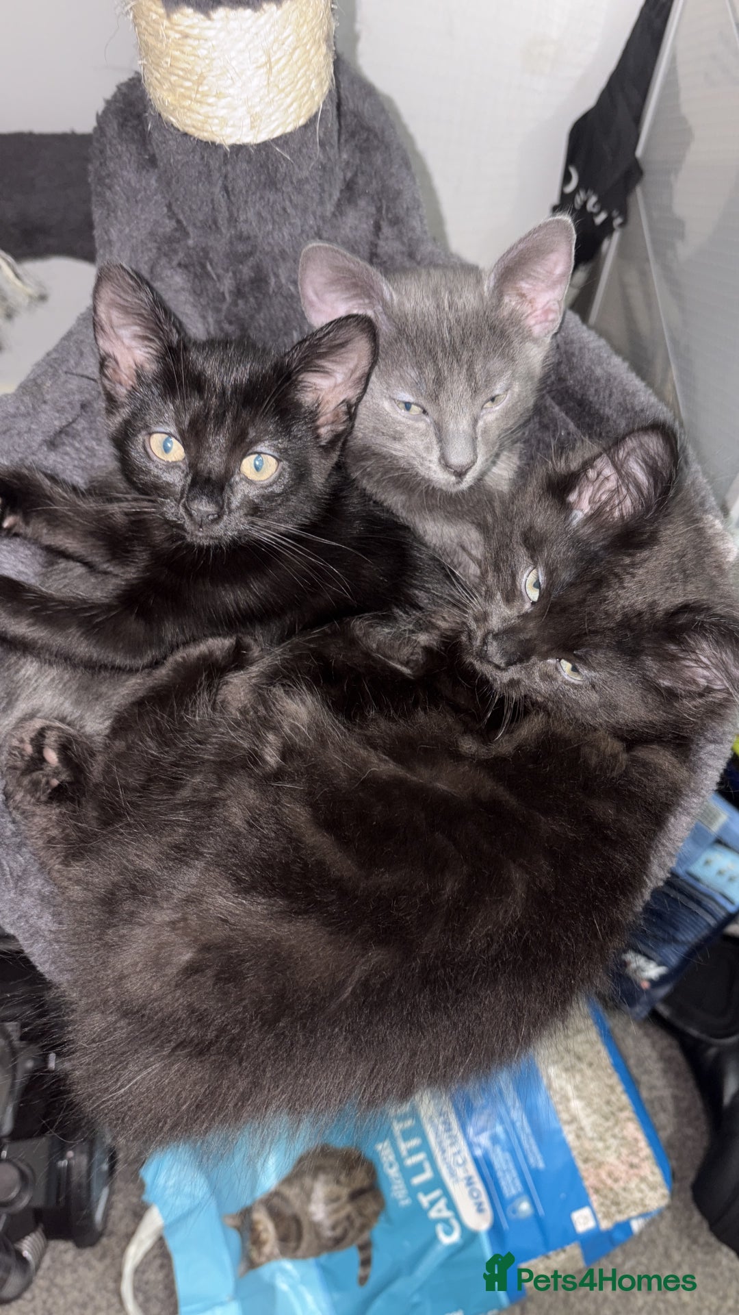 Russian Blue cats for sale: 2 Male Kittens for same  - Image 5